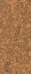 BLD4002 Burl Honey ― Ламинат, паркетная доска, межкомнатные двери